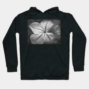 Delicate Bue Flower Photography V3 Hoodie